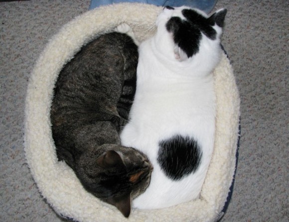 3638_yingyang_kitties_580